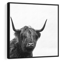 Obraz w ramie 50x50 - Moc i Spokój - amerykańskie bydło, byk - rama czarna