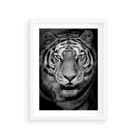 Plakat w ramie 40x50 - Tygrys Czarno-Biały: Siła i Delikatność - tygrys, czarno - rama biała
