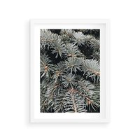 Plakat w ramie 40x50 - Zima na Gałęziach - sosnowe gałęzie, igły - rama biała