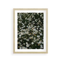 Plakat w ramie 30x40 - Stokrotkowa Idylla na Łące - łąka, stokrotki - rama drewno