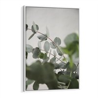 Obraz w ramie 50x70 - Liście eukaliptusa w naturze - eukaliptus, liście - rama biała