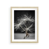 Plakat w ramie 40x50 - Delikatność dmuchawców zbliżenie - dmuchawce, zbliżenie - rama drewno