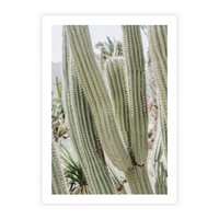 Plakat bez ramy 21x30 - Duże Kaktusy w Pejzażu - kaktus, duże kaktusy na pustyni