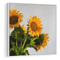 Obraz w ramie 50x50 - Słoneczna Radość - fotografia, żółte słoneczniki - rama biała