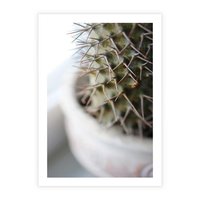Plakat bez ramy 50x70 - Kaktus w Zbliżeniu - kaktus, igły