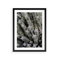 Plakat w ramie 30x40 - Boho kaktusy na pustyni - kaktusy, pustynia - rama czarna