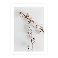 Plakat bez ramy 21x30 - Gałęzie Bawełny na Białym Tle - gałęzie bawełny na białym tle, minimalizm