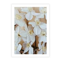 Plakat bez ramy 40x50 - Białe Narcyzy - narcyzy, kwiaty