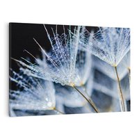 Obraz na płótnie 70x50 - Makro piękno dmuchawców - makro, dmuchawce