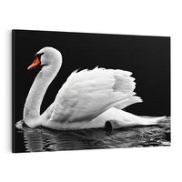 Obraz na płótnie 100x70 - Delikatne Uderzenie Skrzydeł Łabędzia - łabędź, ptak