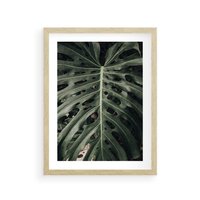 Plakat w ramie 30x40 - Majestatyczny Liść Monstery - liść monstery, majestatyczny liść - rama drewno