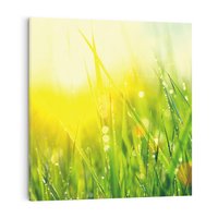 Obraz na płótnie 40x40 - Piękno Poranka - łąka, trawa