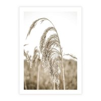 Plakat bez ramy 40x50 - Ujęcie Suchych Traw - suche trawy, zbliżenie