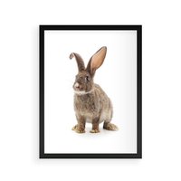 Plakat w ramie 30x40 - Delikatna Zwierzęca Uroda - królik, zwierzę - rama czarna