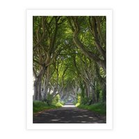 Plakat bez ramy 21x30 - Magiczny Las - drzewa, las