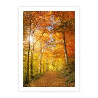 Plakat bez ramy 50x70 - Złote barwy jesiennego lasu - las, jesień