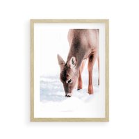 Plakat w ramie 30x40 - Sarna w Zimowym Raju - sarna, na śniegu - rama drewno