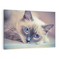 Obraz na płótnie 70x50 - Kotek w artystycznym stylu - kot, kotek