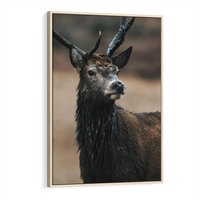 Obraz w ramie 50x70 - Spokojny jeleń - jeleń, las - rama drewno