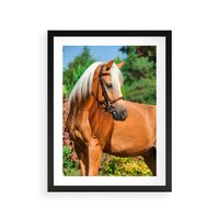 Plakat w ramie 50x70 - Elegancki wierzchowiec - koń, portret - rama czarna