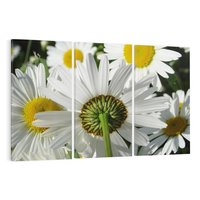 Obraz na płótnie 120x80 - Stokrotki w pełnym rozkwicie - stokrotki, kwiaty