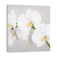 Obraz na płótnie 80x80 - kwiatowy urok - orchidea, kwiat
