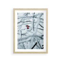 Plakat w ramie 30x40 - Zima w Detalu: Gałęzie ze Szronem i Śniegiem - śnieg, zima - rama drewno