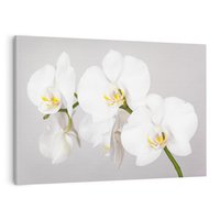 Obraz na płótnie 70x50 - kwiatowy urok - orchidea, kwiat