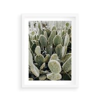 Plakat w ramie 40x50 - Kaktusowa Harmonia - kaktusy, fotografia - rama biała