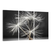 Obraz na płótnie 120x80 - Delikatność dmuchawców zbliżenie - dmuchawce, zbliżenie