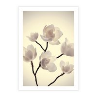 Plakat bez ramy 40x50 - Elegancja Natury - magnolia, białe