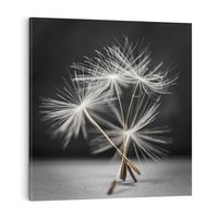 Obraz na płótnie 80x80 - Delikatność dmuchawców zbliżenie - dmuchawce, zbliżenie