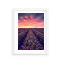 Plakat w ramie 30x40 - Różowe Niebo nad Polami - pola lawendy, zachód słońca - rama biała