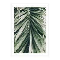 Plakat bez ramy 50x70 - Spokojna Piękność Palmowych Liści - palma, liście palmy