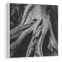 Obraz w ramie 80x80 - Siła Natury - czarno biała fotografia, korzenie wielkiego drzewa - rama biała