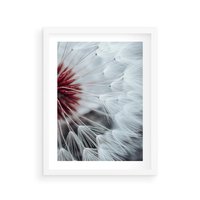 Plakat w ramie 40x50 - Makro świat dmuchawca - dmuchawiec, makro - rama biała