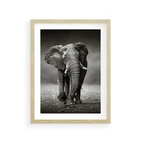 Plakat w ramie 50x70 - Majestatyczny słoń Afryki - słoń, Afryka - rama drewno