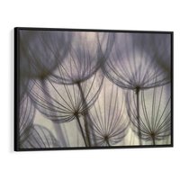 Obraz w ramie 70x50 - Makro dmuchawiec - piękno drobnych detali - dmuchawce, makro - rama czarna