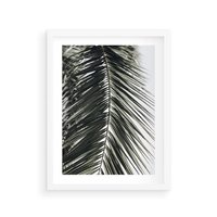 Plakat w ramie 30x40 - Liść Palmy: Egzotyczny Detal Natury - palma, liść palmy - rama biała