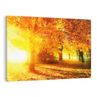 Obraz na płótnie 100x70 - Magia jesiennego lasu - las, drzewa