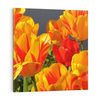 Obraz na płótnie 80x80 - Kwiatowa Harmonia - kwiaty, kwiat