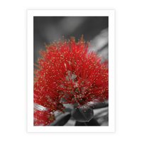 Plakat bez ramy 40x50 - Ukwiał na rafie koralowej - ukwiał, rafa