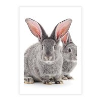 Plakat bez ramy 30x40 - Uroczy królik wśród natury - królik, zając