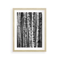 Plakat w ramie 30x40 - Kontrast Monochromatyczny - brzozy, czarno - rama drewno