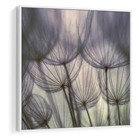 Obraz w ramie 50x50 - Makro dmuchawiec - piękno drobnych detali - dmuchawce, makro - rama biała