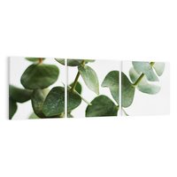 Obraz na płótnie 90x30 - Zielone eukaliptusy - eukaliptus, liście