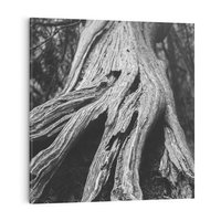 Obraz na płótnie 30x30 - Siła Natury - czarno biała fotografia, korzenie wielkiego drzewa