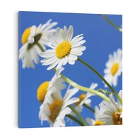 Obraz na płótnie 80x80 - Stokrotkowe pola - stokrotki, kwiaty