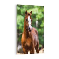 Obraz na płótnie 70x100 - Portret Szlachetnego Konia - koń, portret