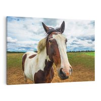 Obraz na płótnie 70x50 - Koń na farmie - koń, konik